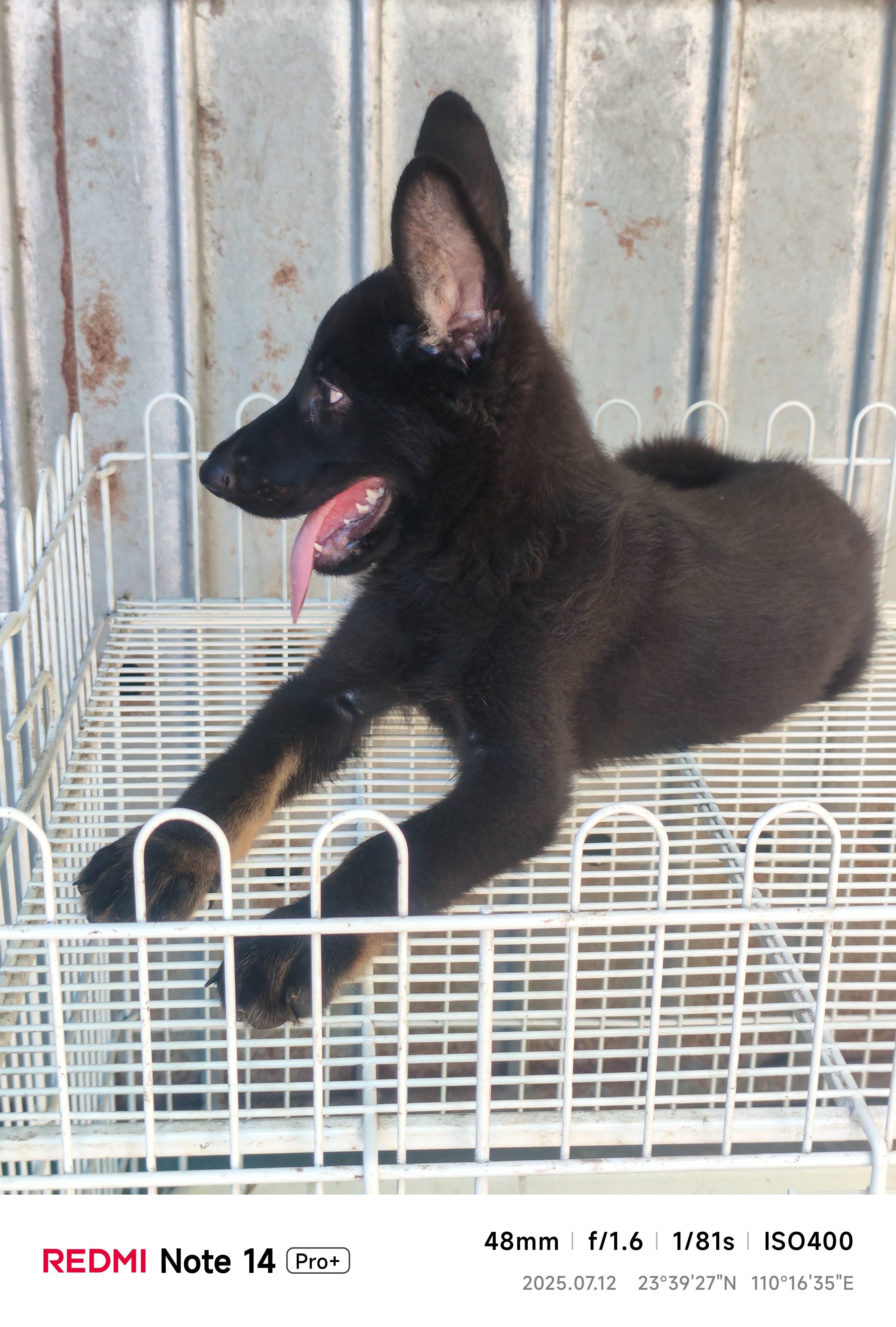 东德牧羊犬